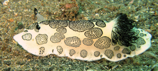  Jorunna funebris (Sea Slug)